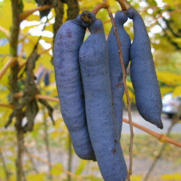 Decaisnea, Banana azul